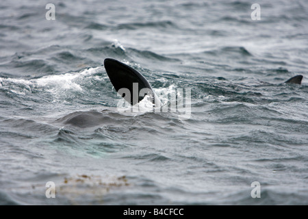 Riesenhai Riesenhai Cetorhinus Maximus Gairloch Schottland Stockfoto