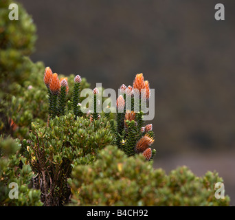 Wildblumen auf Bush, Mt. Cotopaxi in Ecuador Stockfoto