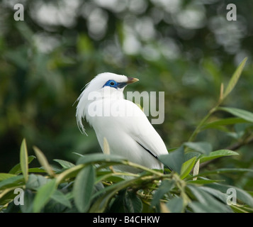 Balistar (Leucopsar Rothschildi) in Gefangenschaft Stockfoto