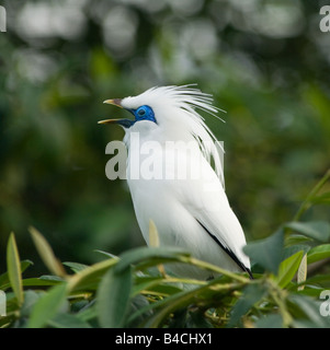 Balistar (Leucopsar Rothschildi) in Gefangenschaft Stockfoto