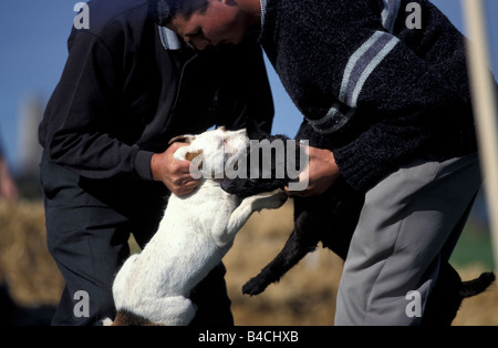 Hund, Jack-Russell-Terrier Stockfoto
