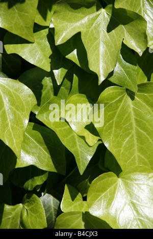 Detail der grünen Efeublätter wachsen an Wand in Sonne Stockfoto