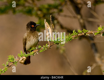 Redeyed Bülbül ruht auf Zweig, Etosha, Namibia, Afrika. Stockfoto