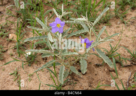 Silver Leaf Nachtschatten (Solanum Elaeagnifolium), Arizona, USA Stockfoto