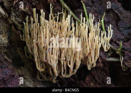 Aufrechte Coral - Ramaria stricta Stockfoto