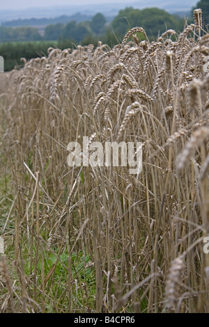 Gekeimte Körner in Ähren im Bereich Spätlese Cotswolds UK Stockfoto