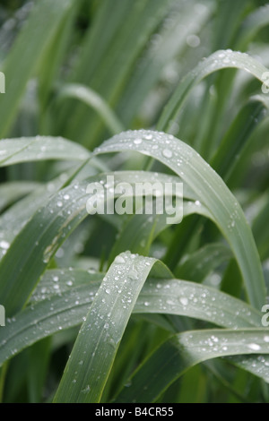Wassertropfen auf lange Stiele im Feld Stockfoto