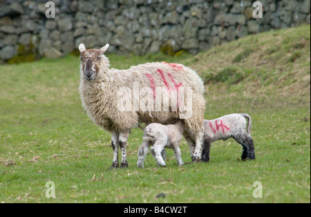 Zwei Frühjahr Lämmer von der Mutter saugen Stockfoto