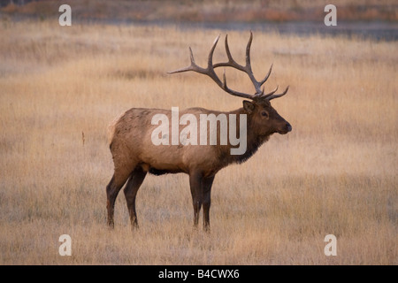 Bull Elk im Morgengrauen in der Nähe von Madison River im Yellowstone National Park Stockfoto