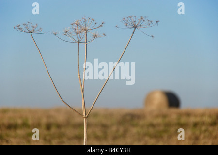 Tote Pflanzen und Heu Ballen Stockfoto