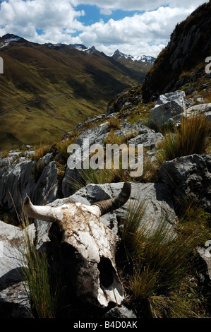 Kuh Schädel auf dem Trail Paso Cacanampunta Cordillera Huayhuash Peru Südamerika Stockfoto
