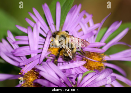 Gemeinsamen östlichen Bumble Bee Bombus Impatiens auf lila Aster Stockfoto