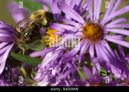 Gemeinsamen östlichen Bumble Bee Bombus Impatiens auf lila Aster Stockfoto