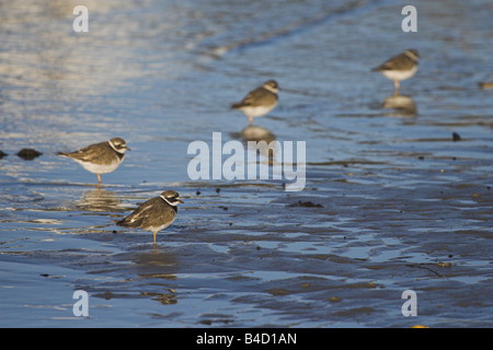 Vier Flussregenpfeifer Regenpfeifer Stockfoto