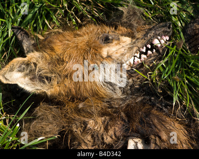 Wildtiere tot europäischen Fox im Bereich Teil von Müllmännern gegessen Stockfoto