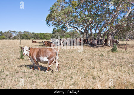 Hereford Kühe in South Australia Lochiel Park Taratap (in der Nähe von Kingston-Süd-Ost) Stockfoto