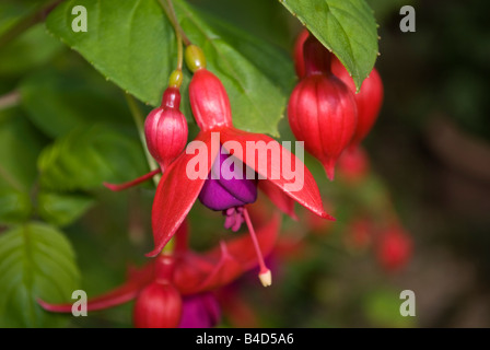 Ein rosa Fuchsia in voller Blüte Stockfoto