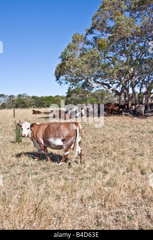 Hereford Kühe in South Australia Lochiel Park Taratap (in der Nähe von Kingston-Süd-Ost) Stockfoto