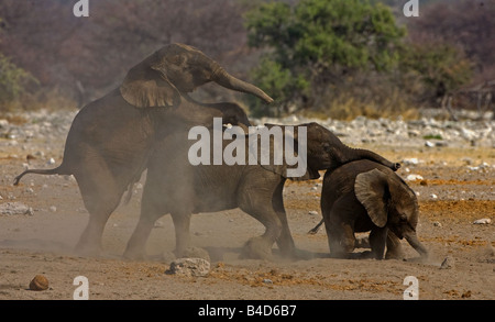 Junge Elefanten spielen in der Nähe einer Wasserstelle in Namibia, nach dem Baden. Stockfoto