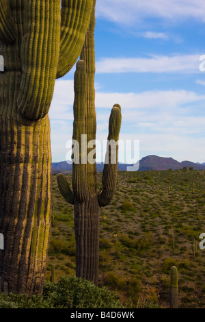 Riesige Saquaro Kaktus in der Wüste Outisde Phoenix AZ. Nördlich von Saguaro Lake bei Metzger Jones im Tonto National Forest Stockfoto