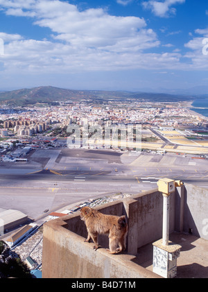 SPANIEN ANDALUSIEN CADIZ PROVINZ AFFEN AM FELSEN VON GIBRALTAR Stockfoto