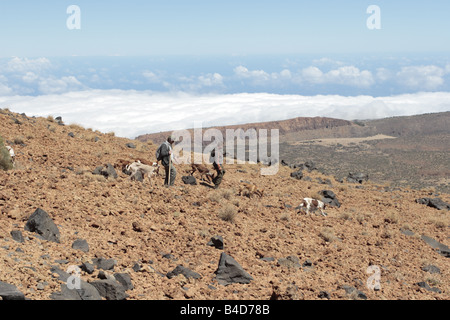 Jäger mit Hunden auf der Seite Montana Blanca auf der Suche nach Kaninchen Las Canadas del Teide-Teneriffa-Kanarische Inseln-Spanien Stockfoto