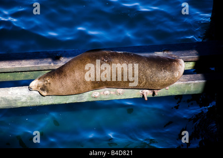 Schlafen auf Querträger unter den Santa Cruz Wharf in Kalifornien Seelöwen Stockfoto