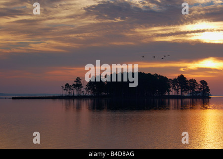 Migrieren von Kanadagänse fliegen im Morgenlicht auf einer kleinen Insel in Blackwater National Wildlife Refuge Cambridge Maryland Stockfoto