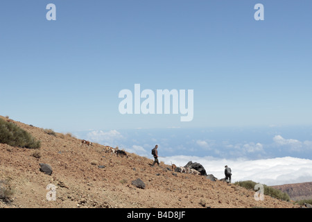 Jäger mit Hunden auf der Seite Montana Blanca auf der Suche nach Kaninchen Las Canadas del Teide-Teneriffa-Kanarische Inseln-Spanien Stockfoto