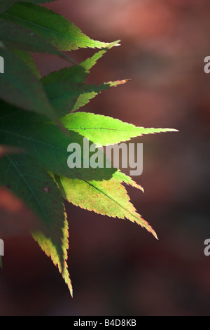 Nahaufnahme der sonnenbeschienenen grünen Ahorn palmatum Blätter bei Westonbert Arboretum im Herbst, England, Großbritannien Stockfoto