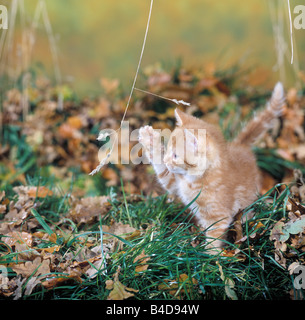 Katze, Ingwer und weißen männlichen Kätzchen, 9 Wochen alt, spielen im Rasen Stockfoto