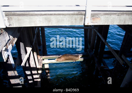 Schlafen auf Querträger unter den Santa Cruz Wharf in Kalifornien Seelöwen Stockfoto