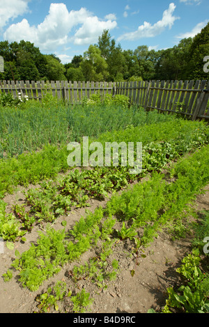 Gemüsegarten in einer Datscha. Kaluga Region, Zentralrussland. Stockfoto
