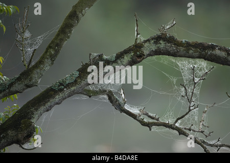 Spinnweben auf Baum Stockfoto