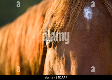 Pferd Stockfoto