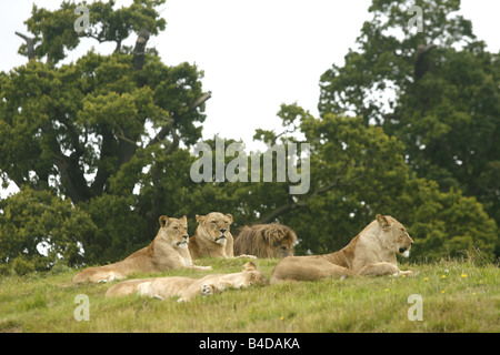 Ein Stolz der weiblichen afrikanischen (Löwe Panthera Leo) entspannen Sie sich auf einen Höhepunkt von Grünland Woburn Safari Park, England. Stockfoto