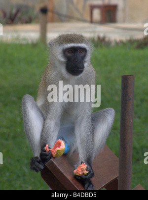 Vervet Affen ein Stück Leidenschaft Obst zu essen, und auf einer Sonnenliege entspannen. Stockfoto