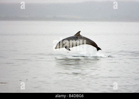 Bottlenose Dolphin Großer Tümmler Tursiops Truncatus Kalb "Charlie" springenden Chanonry Point inneren Moray Firth Schottland Stockfoto