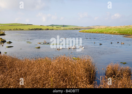 Cemlyn Isle of Anglesey North Wales UK September Blick über diese North Wales Wildlife Trust Nature Reserve an einem Herbsttag Stockfoto