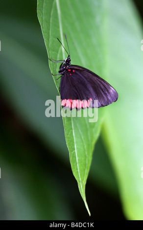 Roter Rand tropischer Schmetterling, Biblis hyperia, Nymphalidae, Biblidinae. Tropisches Amerika. Stockfoto