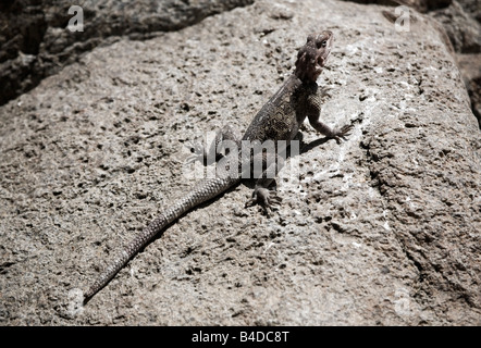 Weiblichen Rothaarige Rock Agama (Agama Agama) Stockfoto