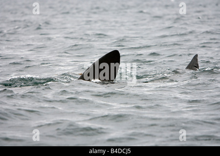 Riesenhai Riesenhai Cetorhinus Maximus Gairloch Schottland Stockfoto