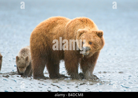 Alaskan Braunbären aka Grizzly Bären in ihrer natürlichen Umgebung in Alaska Mutter Bär mit Muschel nach clamming auf dem Strand-m Stockfoto