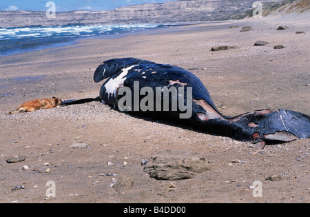 Tot gestrandeter southern Right Wale, Hund Essen aus seiner Fin, Halbinsel Valdez, Argentinien Stockfoto