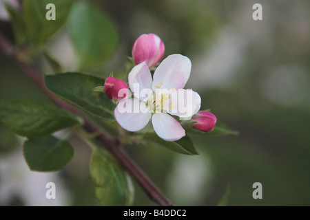 APPLE BLOSSOM MALUS LIBERTY IM FRÜHJAHR IM NÖRDLICHEN ILLINOIS USA Stockfoto