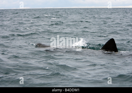 Riesenhai Riesenhai Cetorhinus Maximus Gairloch Schottland Stockfoto