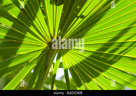 Blätter von Serenoa Repens Sägepalme eine Palme wie Pflanze, die wächst in Büscheln oder dichten Dickicht in sandigen Küsten landen Stockfoto