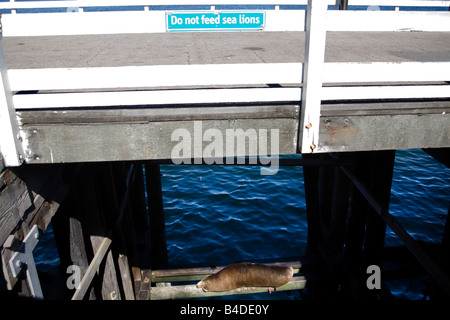 Schlafen auf Querträger unter den Santa Cruz Wharf in Kalifornien Seelöwen Stockfoto