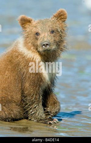 Alaskan Braunbären aka Grizzly Bären in ihrer natürlichen Umgebung in Alaska Young Bärenjunges sitzt am Strand von Schlamm Wohnung während seiner Stockfoto