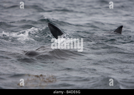 Riesenhai Riesenhai Cetorhinus Maximus Gairloch Schottland Stockfoto